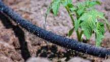 Ask an Agronomist: How Can Smart Fertigation Solve Water Quality Challenges?