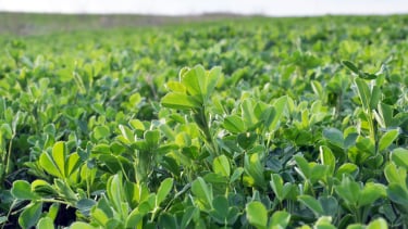 Polysulphate Alfalfa Trial on Matherton Silt Loam