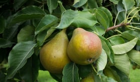 Pear