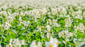 Fertilizantes base Potasio