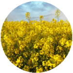 Canola