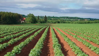 Potato Polysulphate Topdress Trial