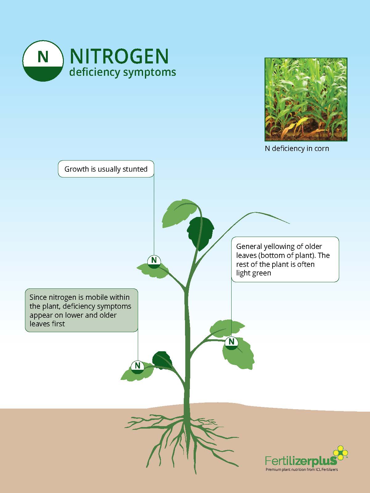 N-deficiency symptoms in crops