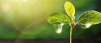 Fertilizantes Hidrosolubles (Solubles en Agua)