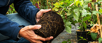 Fertilizantes de Liberación Controlada para Horticultura Ornamental
