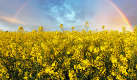 Canola