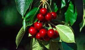 Cherry