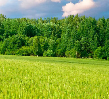 Polysulphate Winter Wheat Trial in the UK