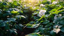 Webinar: Increasing Nutrient Efficiency in Potatoes