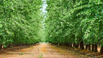 Webinar: Nutrient Management for Stone Fruit