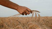 Balance Nutrition for Crop Sustainability