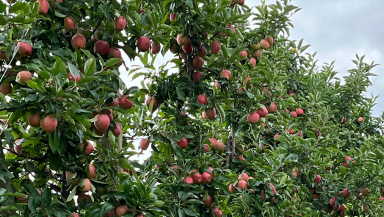 Webinar: Apple Challenges & Solutions: A Global Perspective