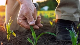 Rethinking Starter Fertilizers & Biostimulants