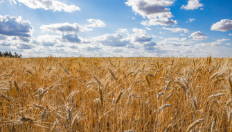 Technical Bulletin: Fertilizing Wheat, Barley and Oats with Polysulphate (polyhalite)