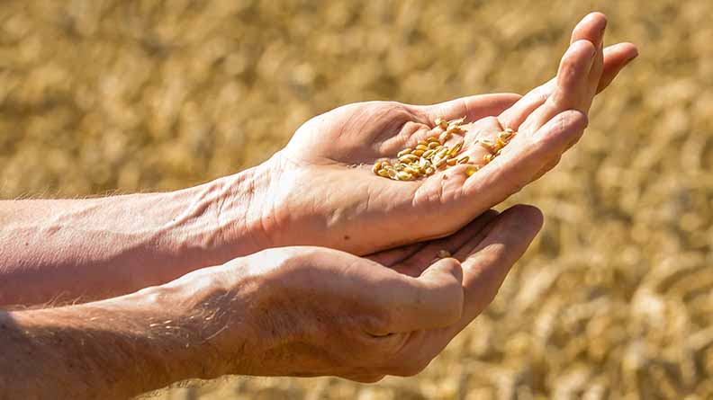 All soil used for agriculture need fertilizers to maintain soil nutrients, replacing those removed at harvest