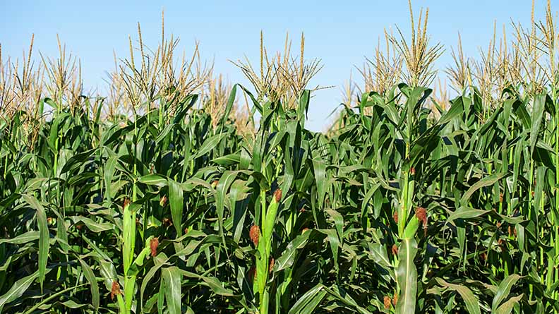 Within ICL’s portfolio of plant nutrition solutions, we have fertilizers designed for every crop, growing condition, and growing system.
