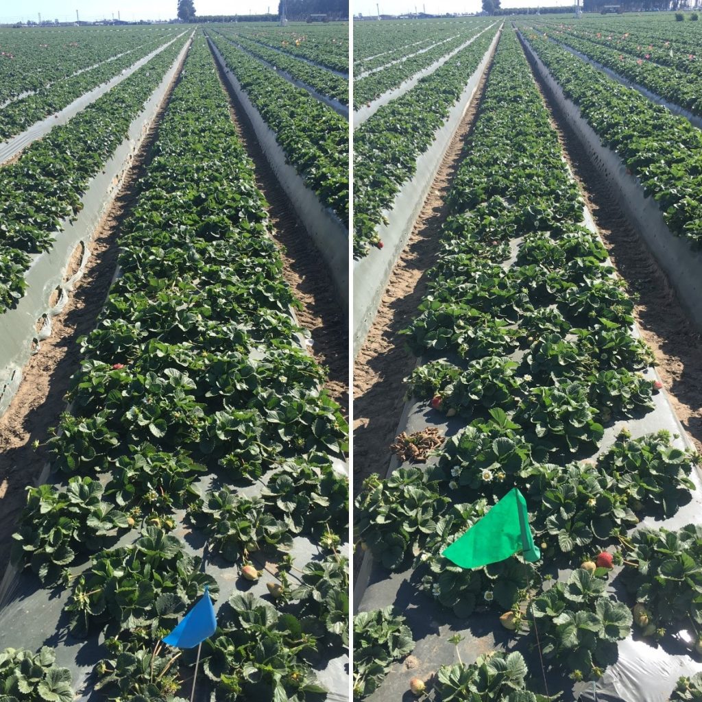 Marketable strawberries - ICL Agriform Strawberry and Polysulphate Trial
