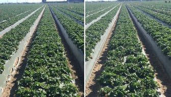 Maximizing Strawberry Yields: Crop Success