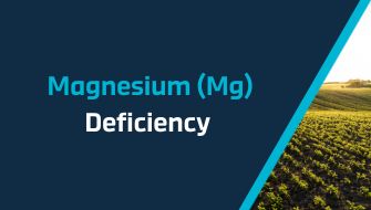 Understanding and Managing Magnesium (Mg) Deficiency