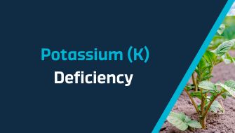 Understanding and Managing Potassium (K) Deficiency