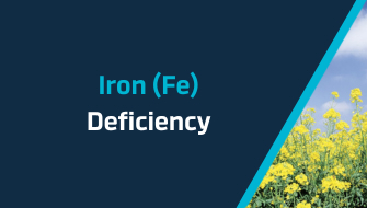Iron – a Vital Micronutrient for Agricultural Crops