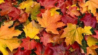 What Fertilizer is Best for Fall?