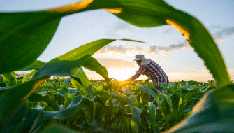 Fertilizers and Food Security: Building a Food-Secure Future