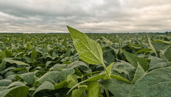 Micronutrient Fertilizers