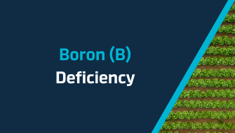 The Importance of Boron in Plant Nutrition