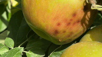 Reducing Bitter Pit in Honeycrisp Apples: A Focus on Calcium Management