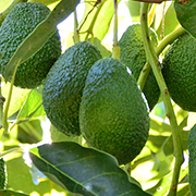Crop image