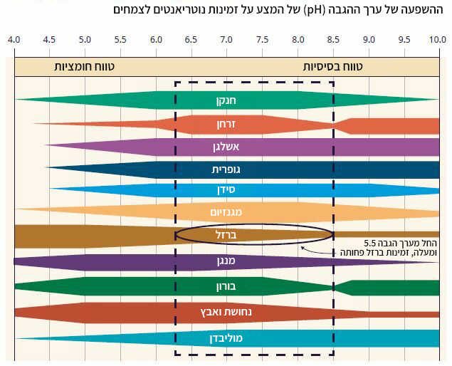 גרף