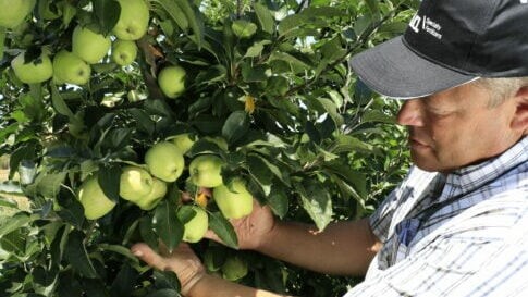 קטיף תפוחים