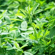 Crop image