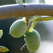Crop image