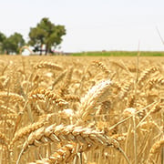 Crop image