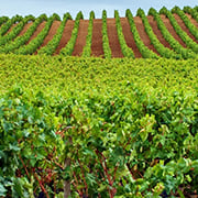 Crop image