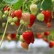 Crop image