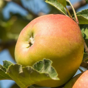 Crop image