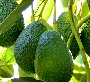אבוקדו: נערכים לחורף