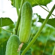 מלפפון