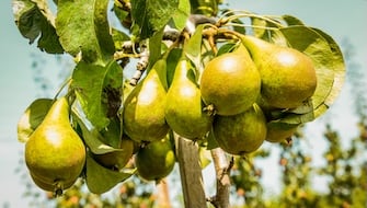 אשכול אגסים ירוקים ובשלים תלויים על ענף עץ אגס במטע, עם עלים ירוקים ברקע טבעי