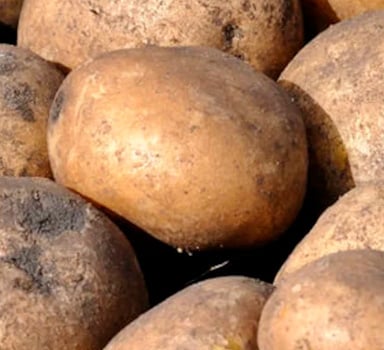 Ispitivanje sjemenskog krumpira uz Agrocote<sup>®</sup> Max