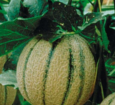 Ispitivanje Agromastera<sup>®</sup> kod dinje