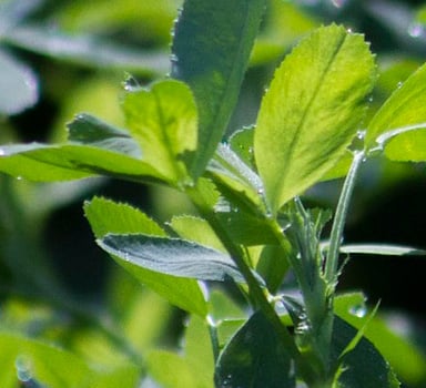 Polysulfat in Luzerne