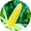 Crop image
