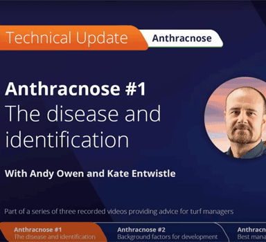 Anthracnose auf Rasenflächen: Krankheit identifizieren