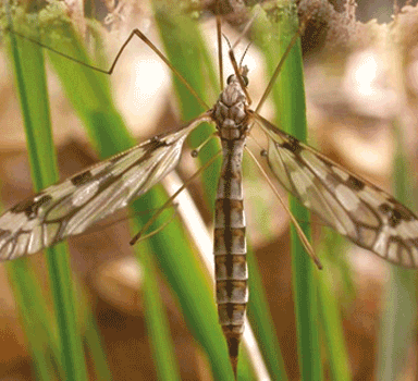 Wiesenschnaken – Hintergrundwissen zu Tipula im Rasen