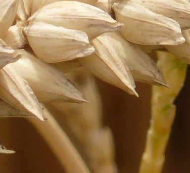 Polysulfat in Winterweizen