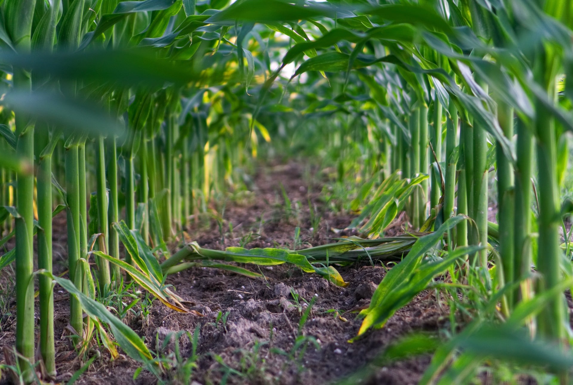 Klar ersichtlich: Die Vorteile von Polysulfat